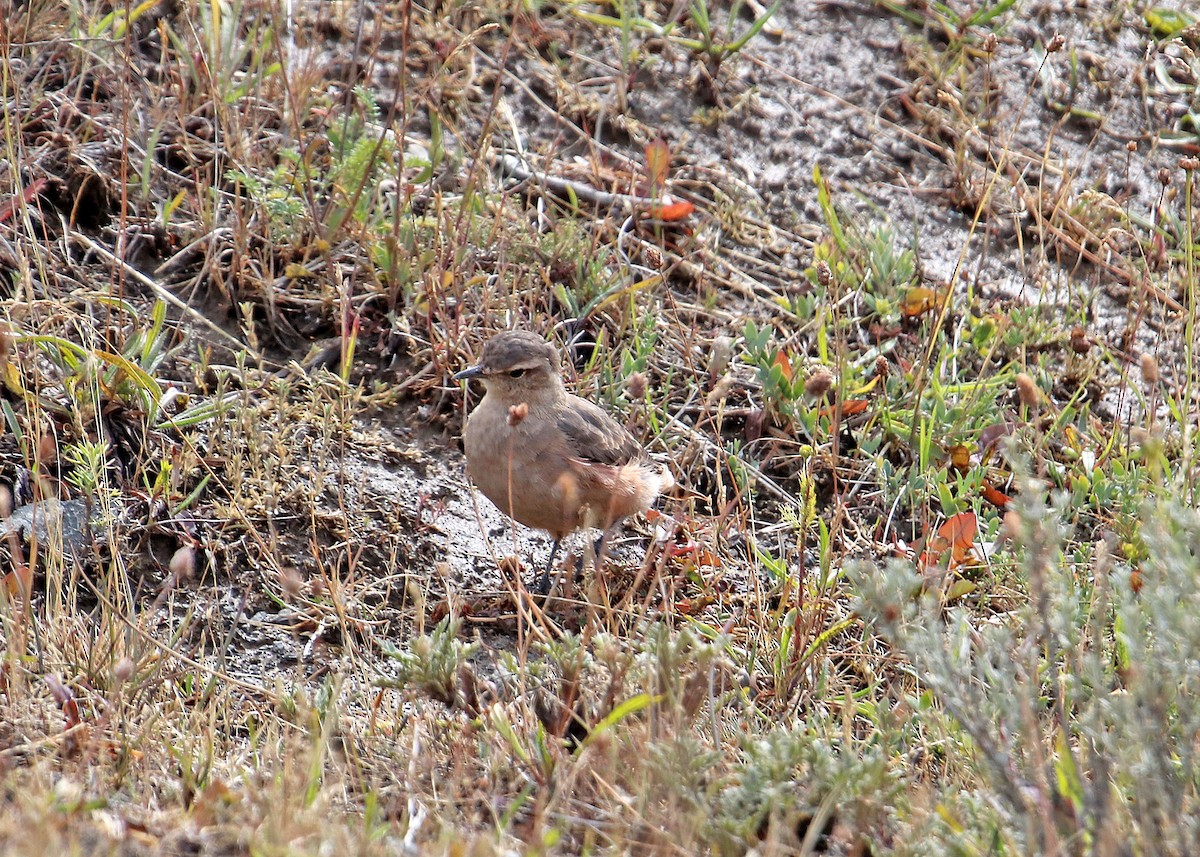 Rufous-banded Miner - Noreen Baker