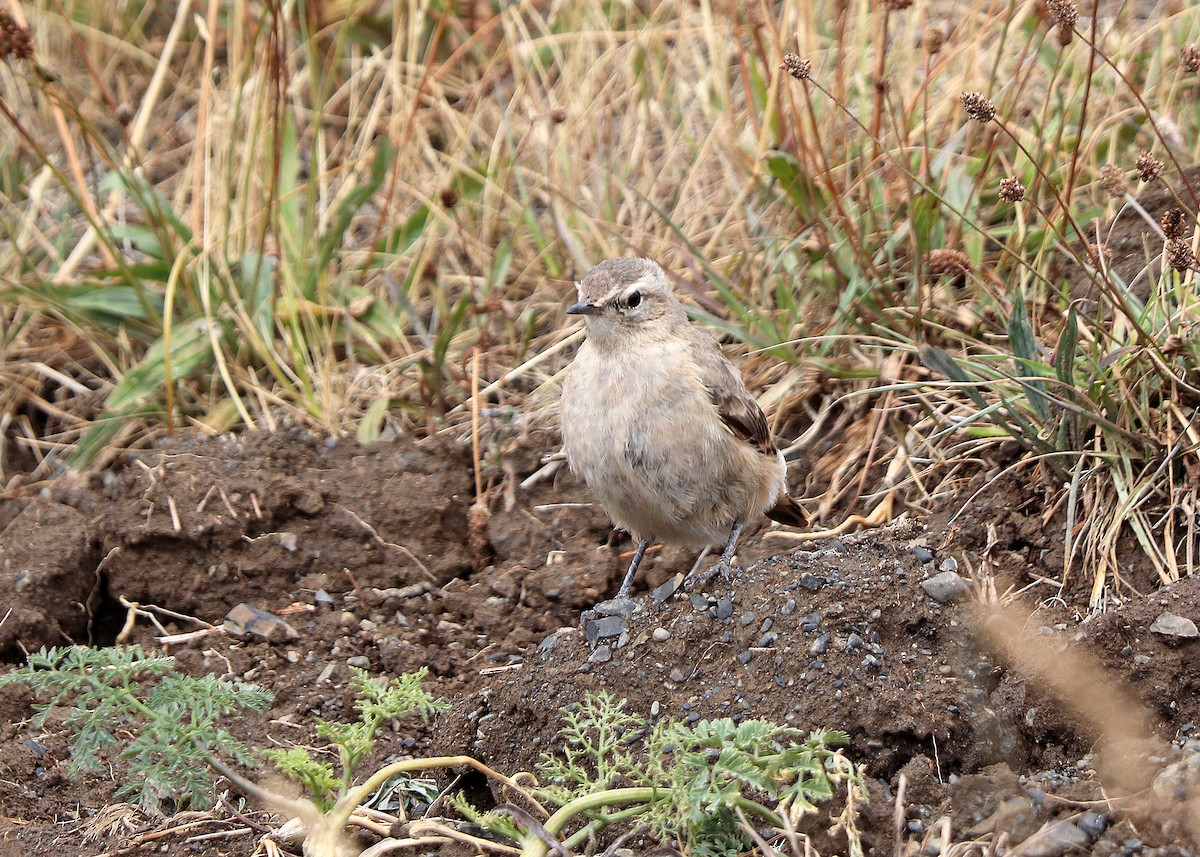 Rufous-banded Miner - ML163410871