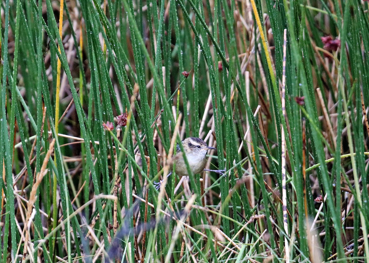 Wren-like Rushbird - ML163410901