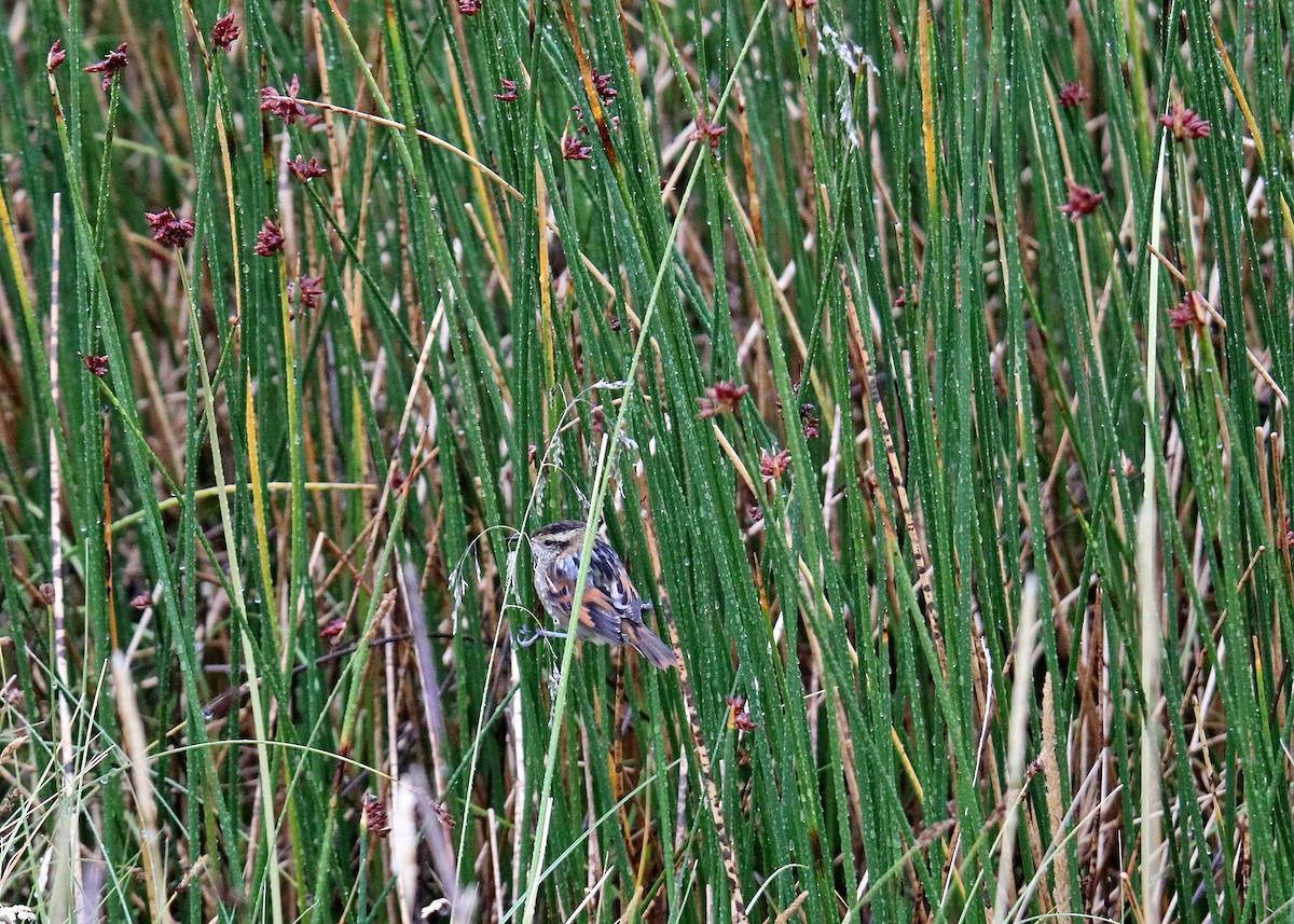 Wren-like Rushbird - Noreen Baker