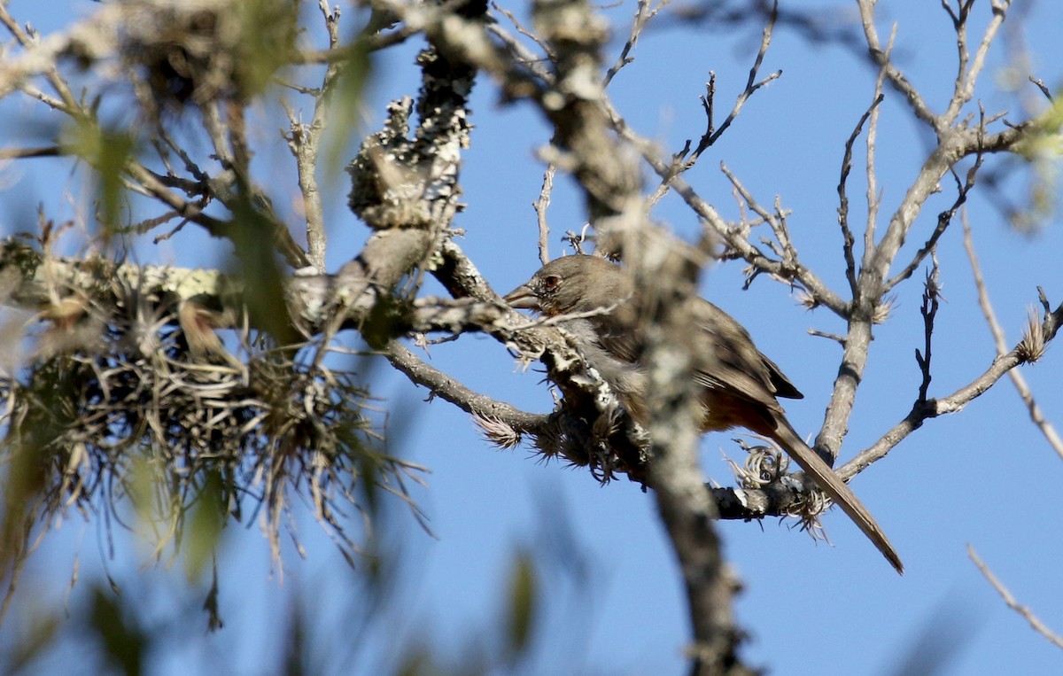 White-throated Towhee - ML163410971