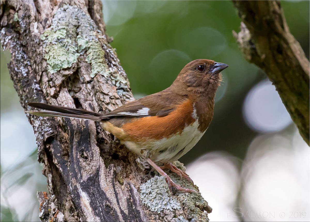 Eastern Towhee - Frank Salmon