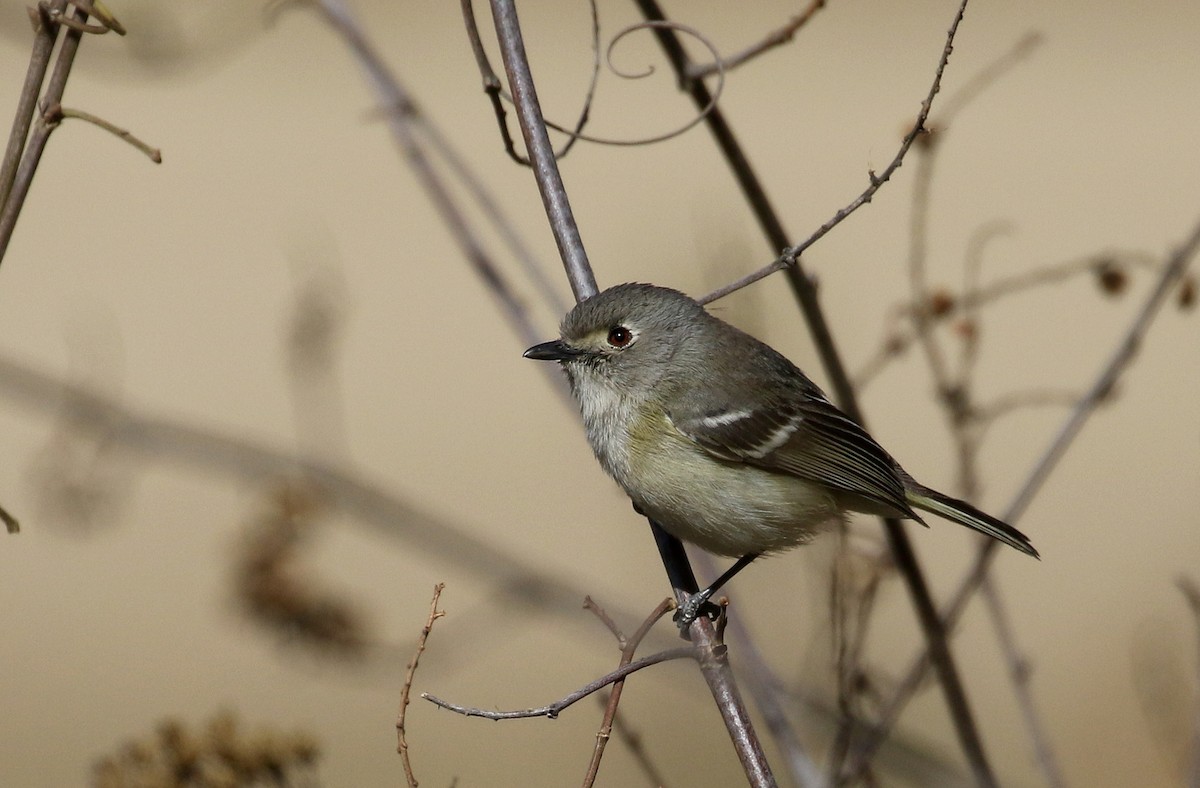 Dwarf Vireo - ML163412251