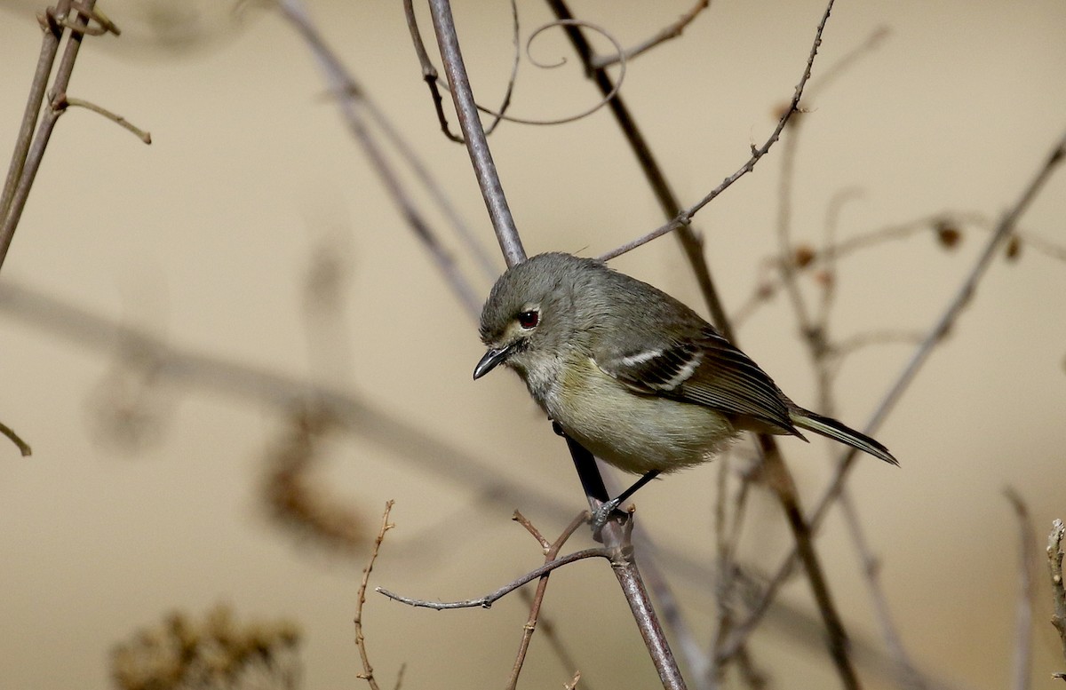 Dwarf Vireo - Jay McGowan