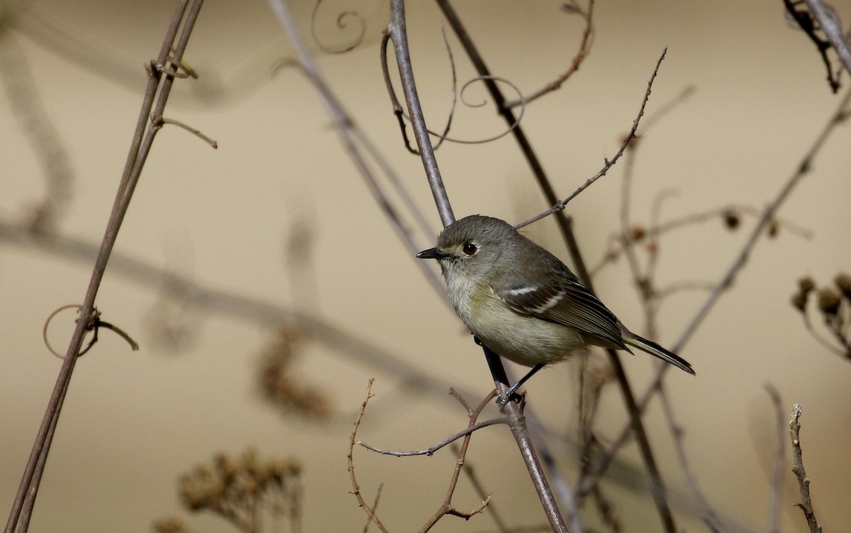 Dwarf Vireo - ML163412331