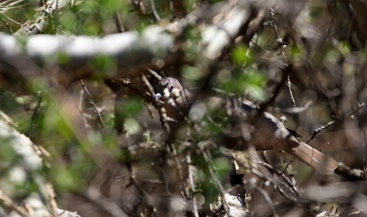 White-winged Dove - ML163412501