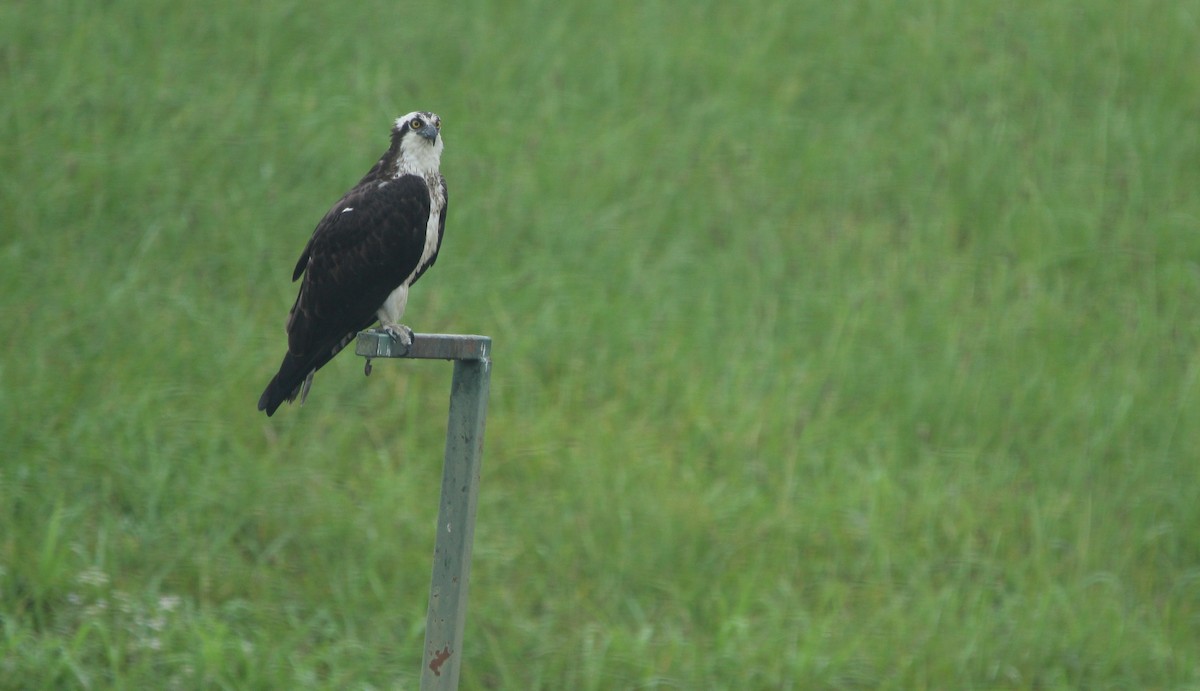 Osprey (American) - ML163412911
