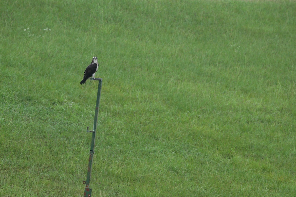 Osprey (American) - ML163413191