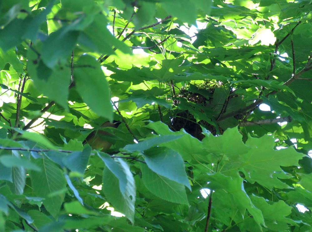 Cedar Waxwing - ML163414311