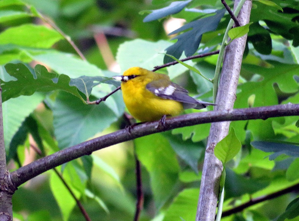 Blauflügel-Waldsänger - ML163414691