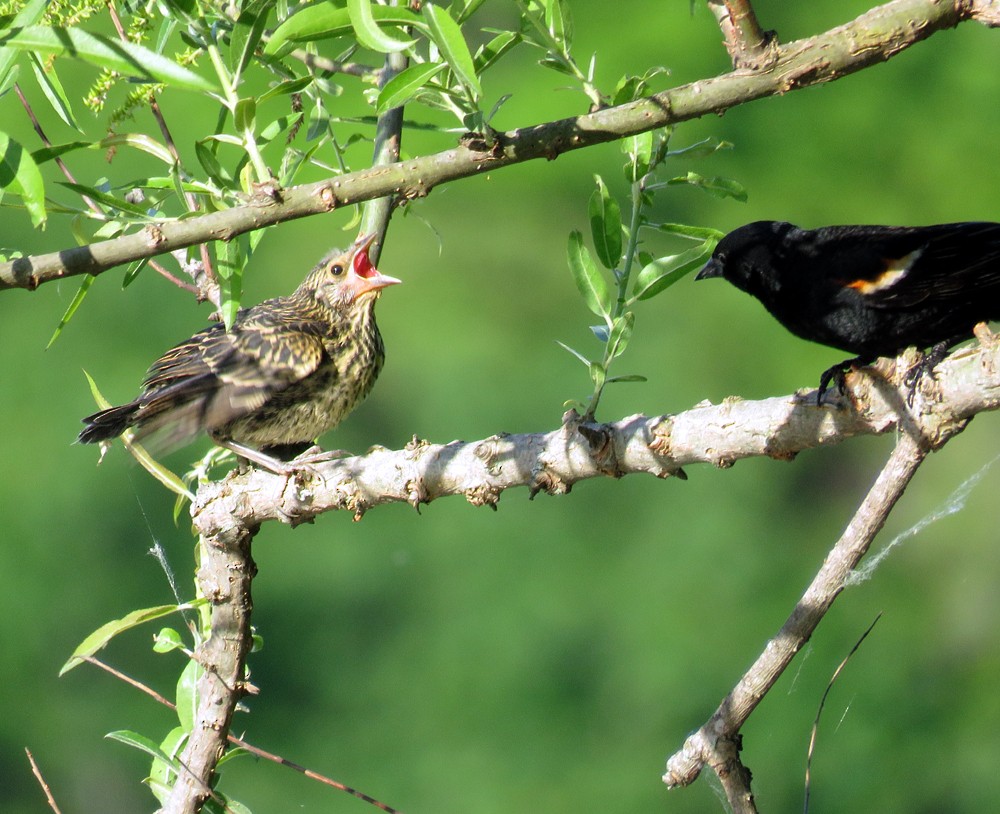 Red-winged Blackbird - Gina Nichol