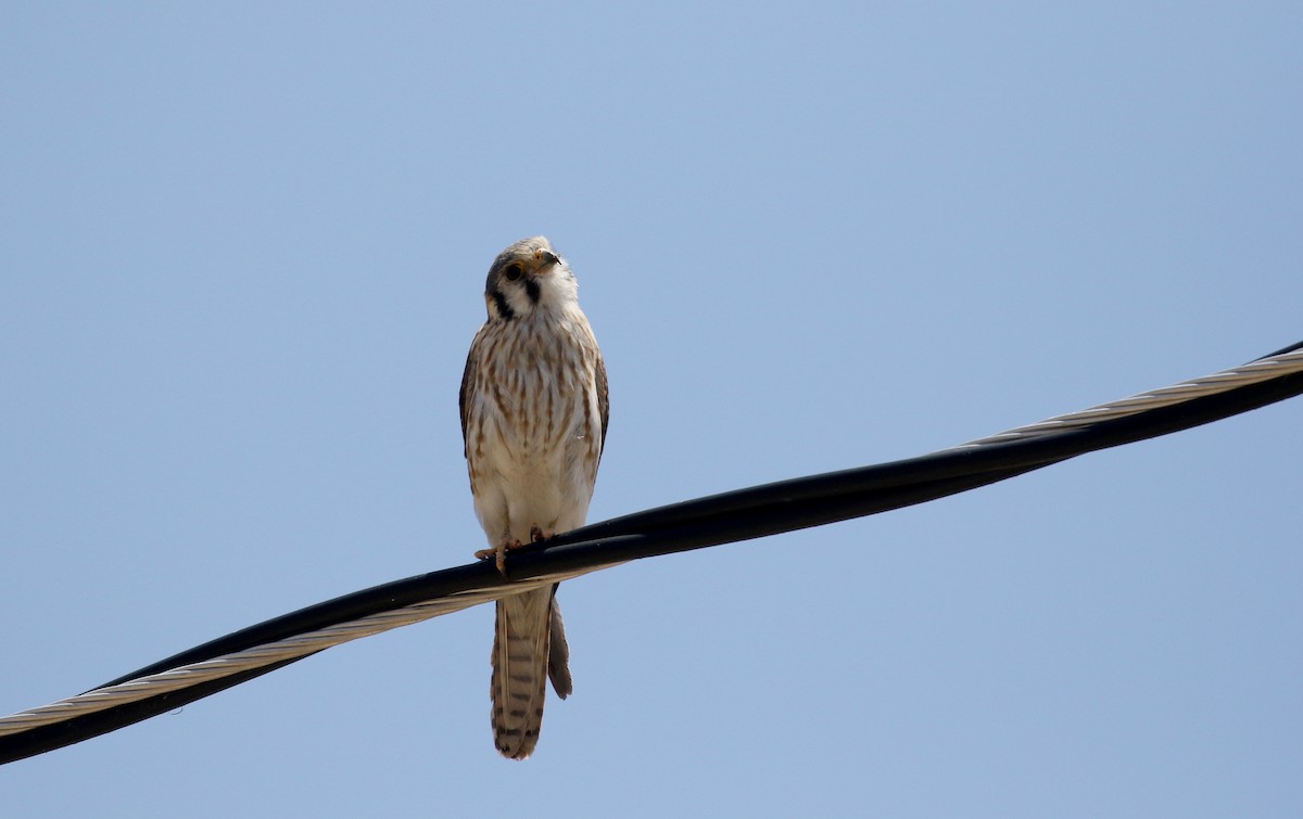 American Kestrel (Northern) - ML163416341