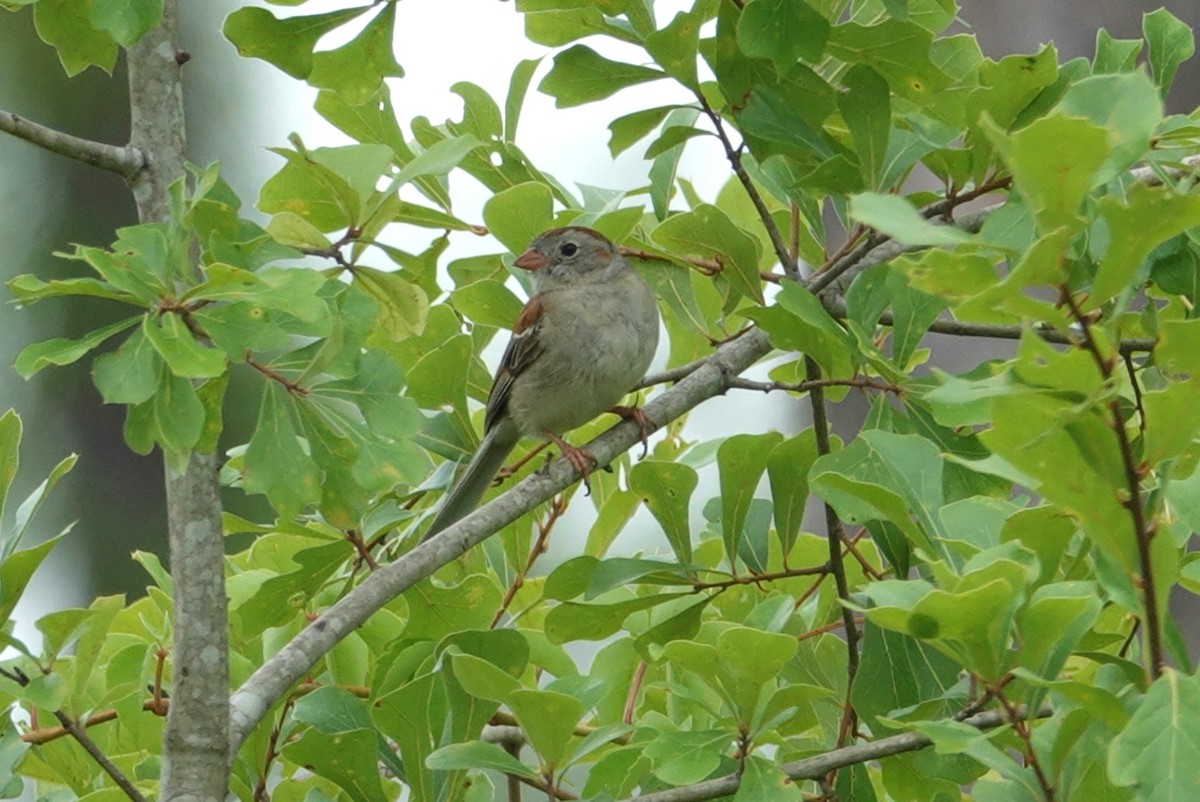 Field Sparrow - deborah grimes