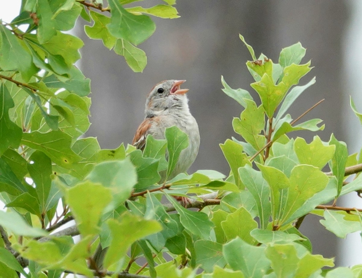 Field Sparrow - deborah grimes