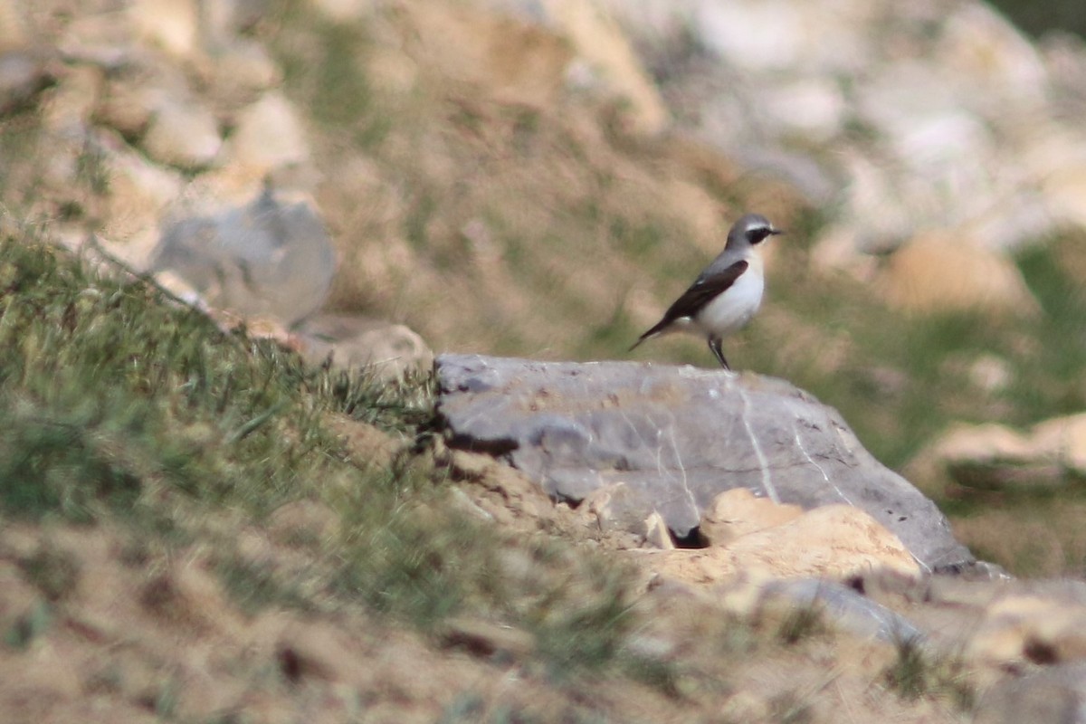 Northern Wheatear - ML163425061