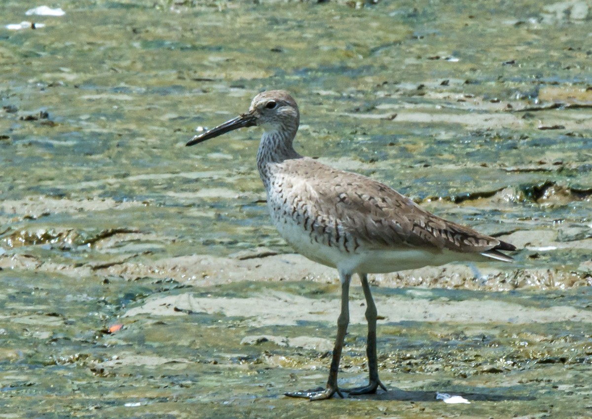 Willet - William Stephens