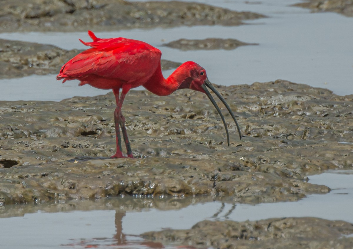 Scarlet Ibis - William Stephens