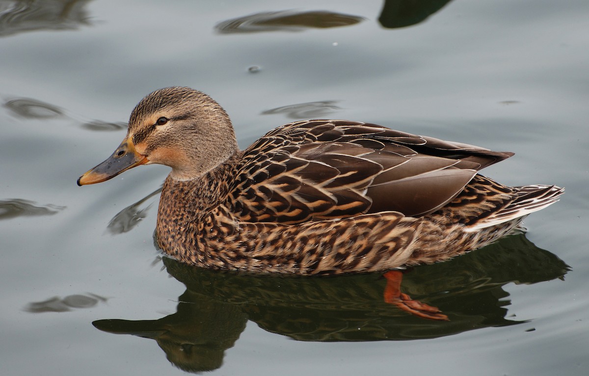 Canard colvert - ML163427131