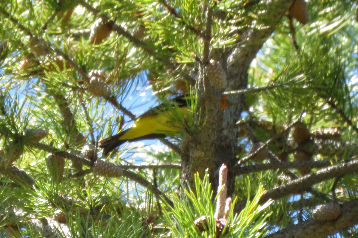 Western Tanager - ML163431131