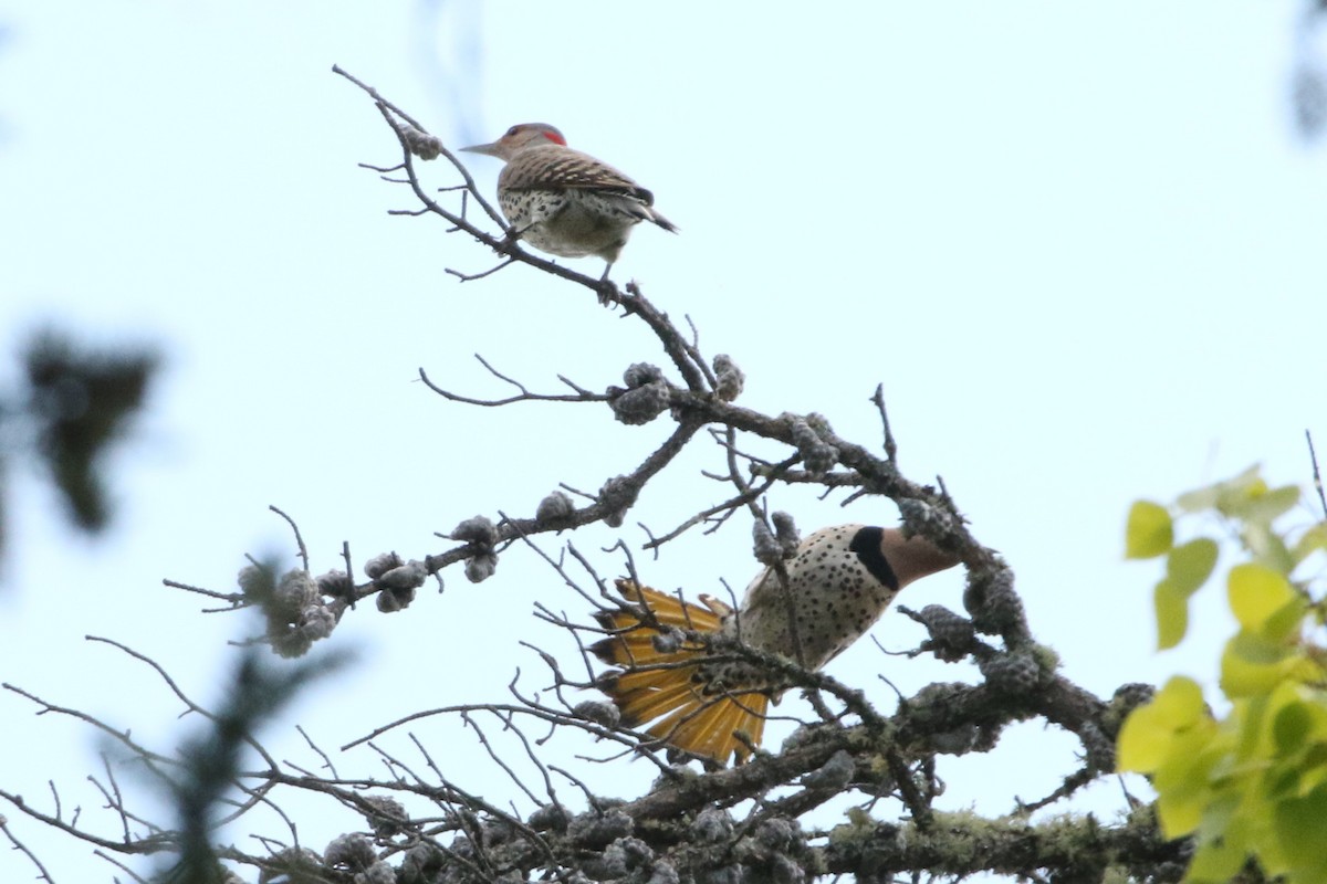 Northern Flicker (Yellow-shafted) - ML163431571