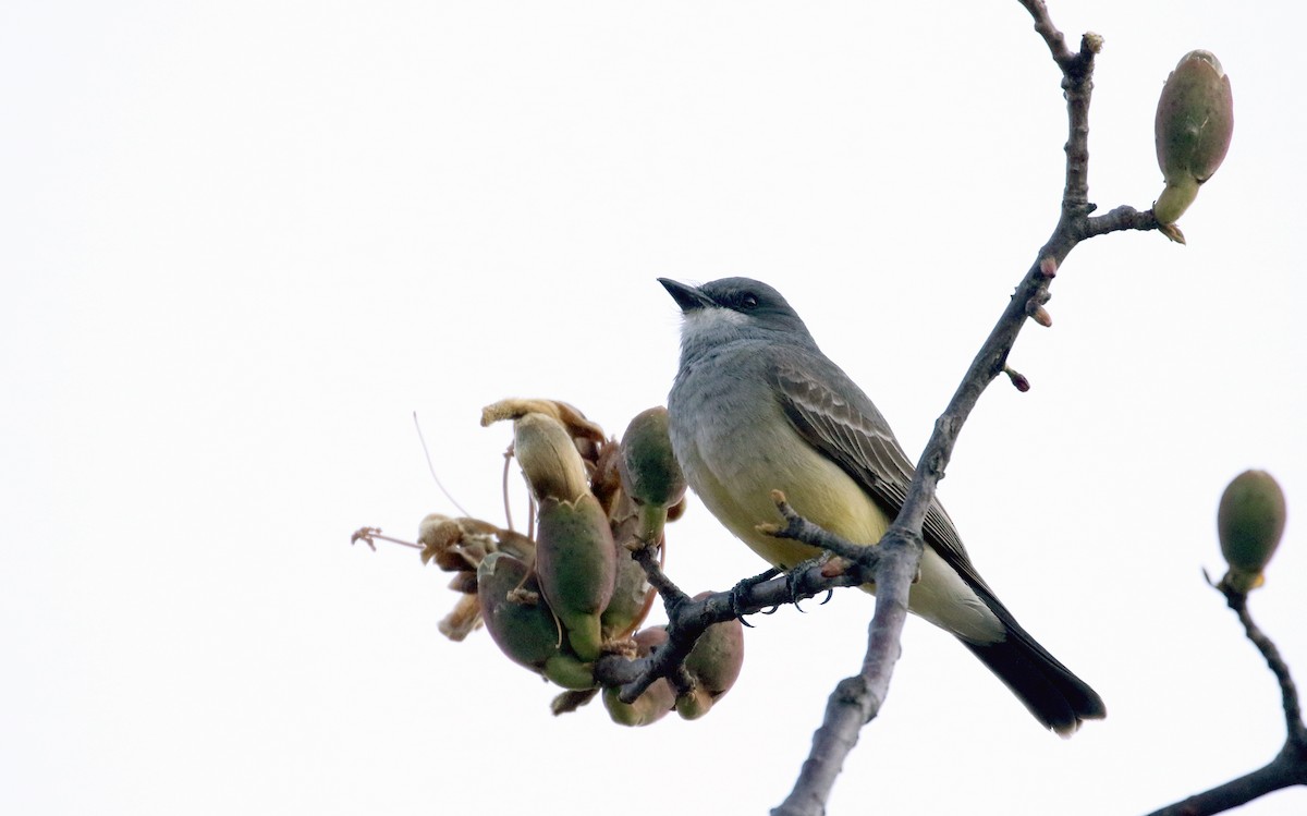 Cassin's Kingbird - ML163435951