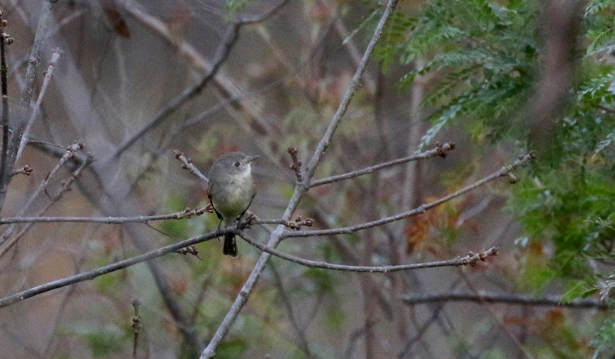 Dusky Flycatcher - ML163436091