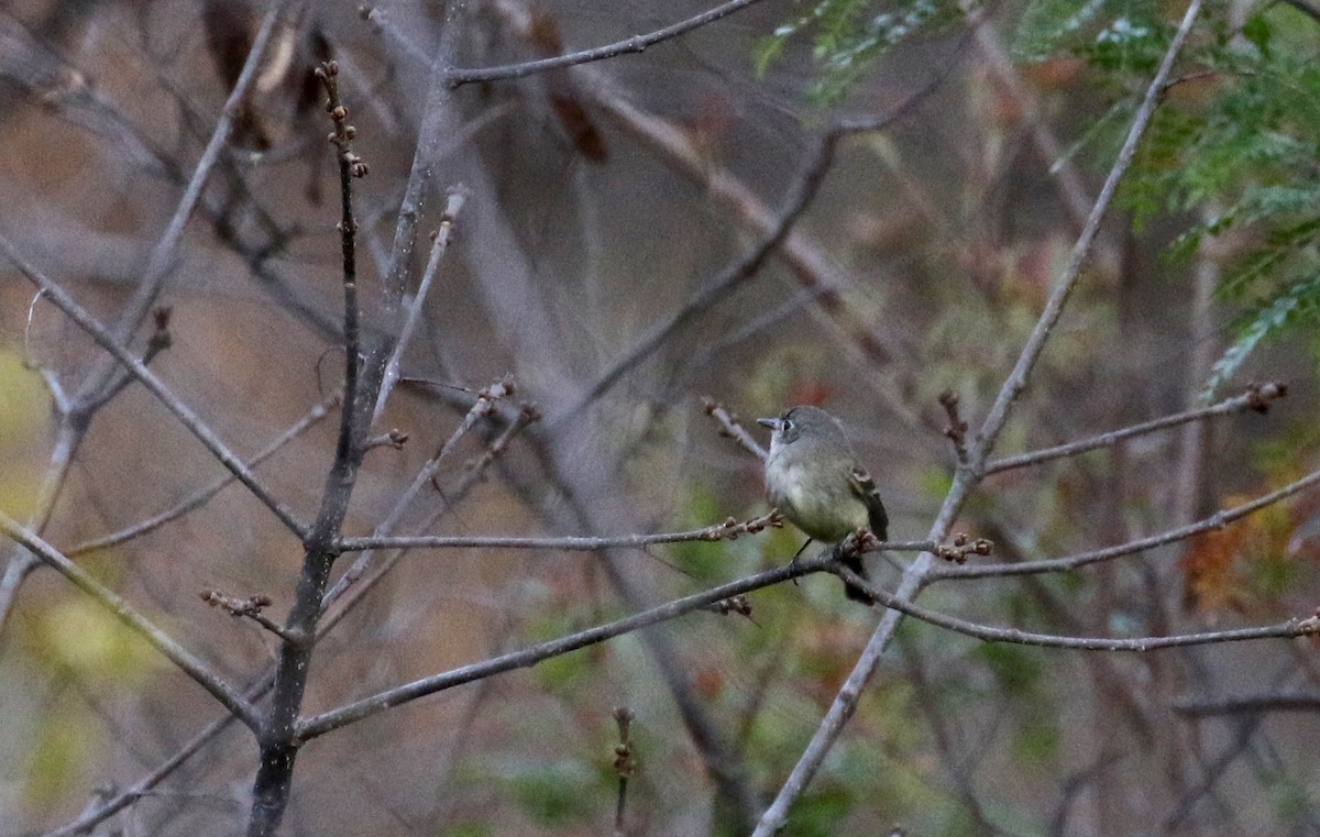 Dusky Flycatcher - ML163436101