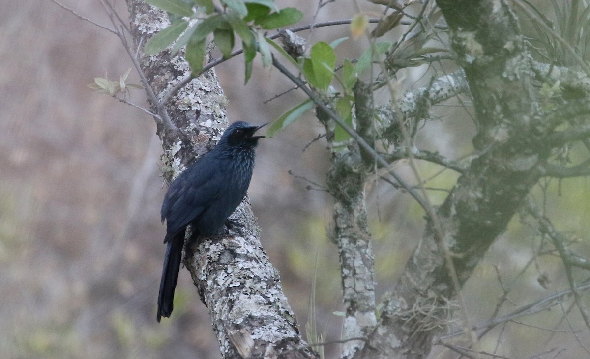 Mulato Azul - ML163436361