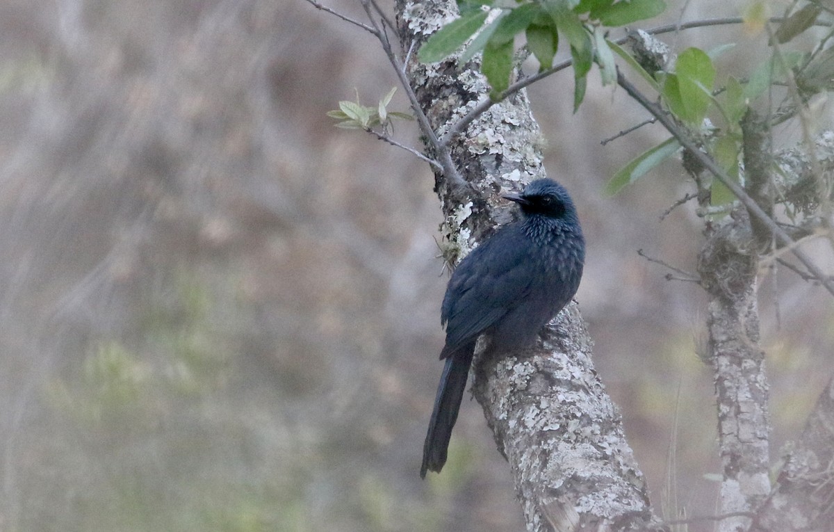 Blue Mockingbird - ML163436411