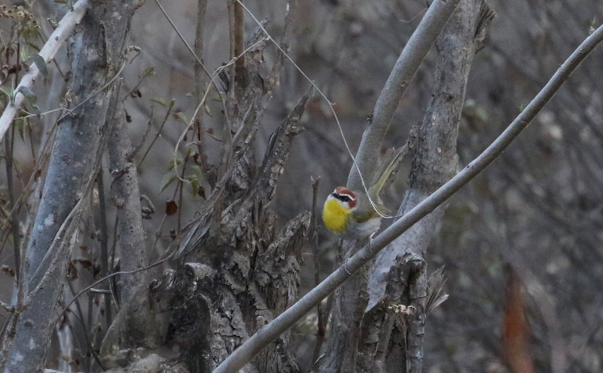 brunkroneparula (rufifrons gr.) - ML163436681