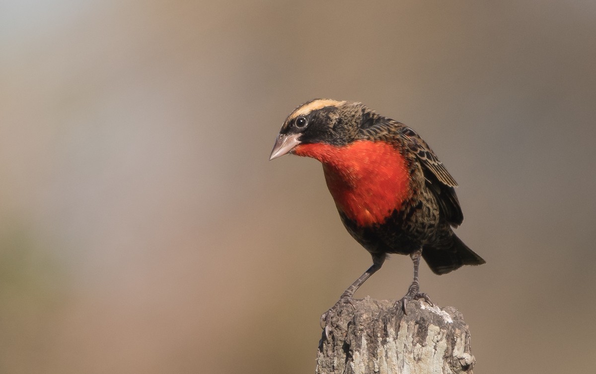 White-browed Meadowlark - ML163440551