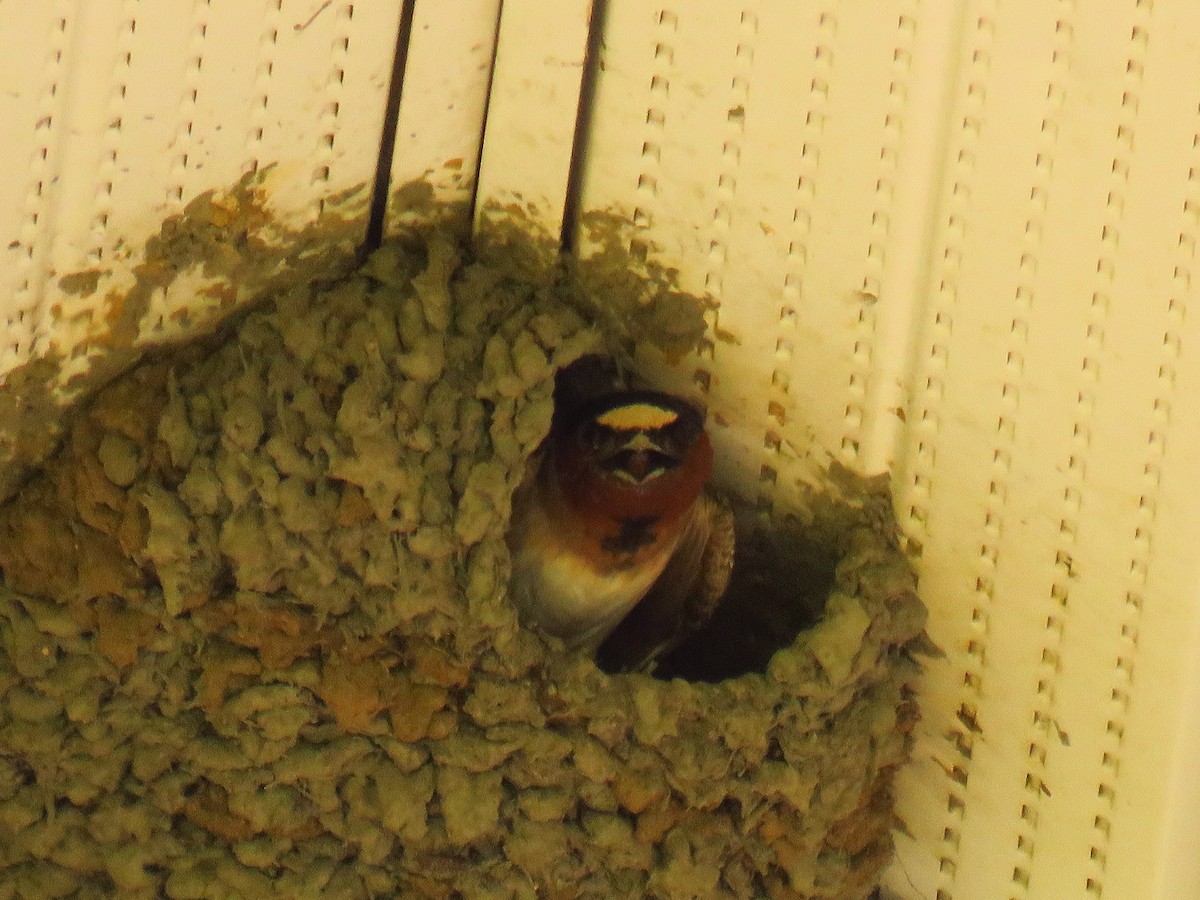 Cliff Swallow - ML163441471