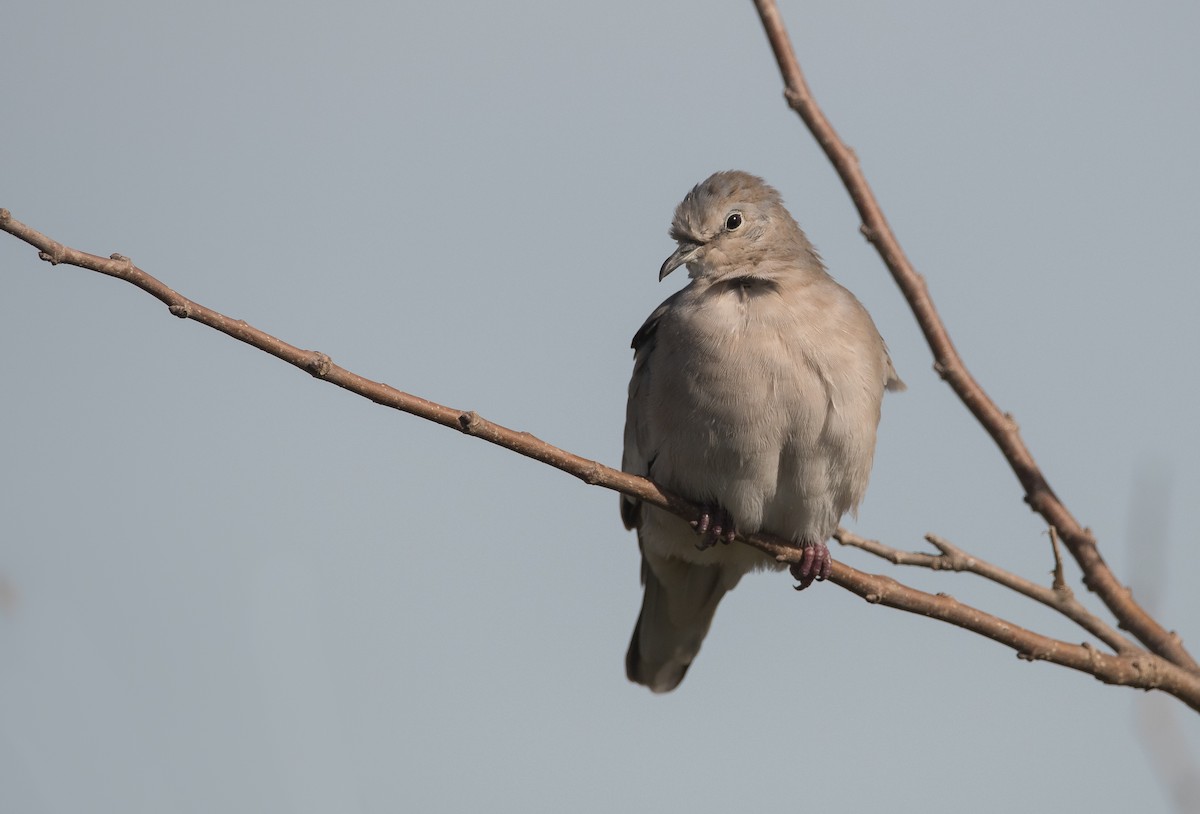 Picui Ground Dove - ML163442161