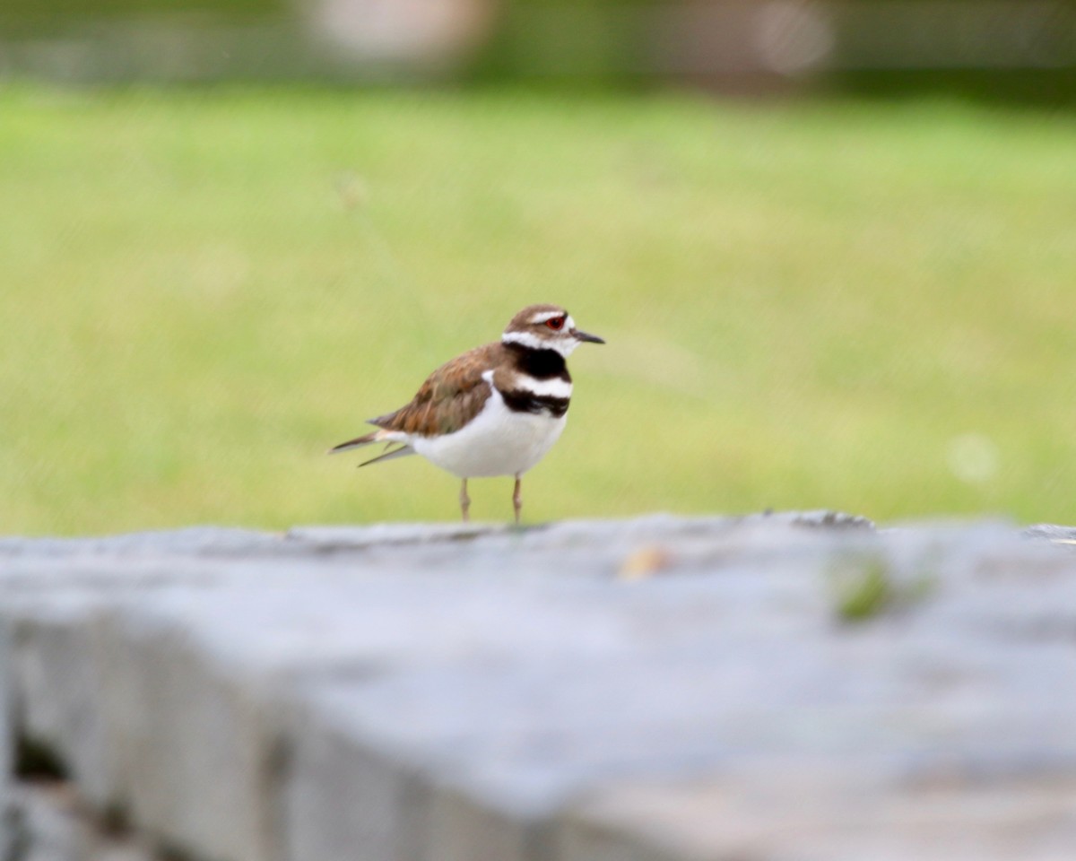 Killdeer - ML163442511