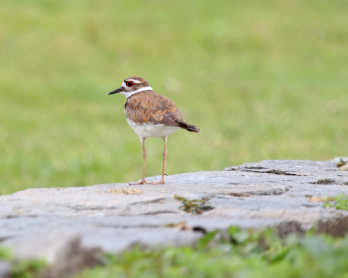 Killdeer - ML163442541