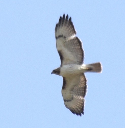 Red-tailed Hawk (borealis) - Steven Mlodinow