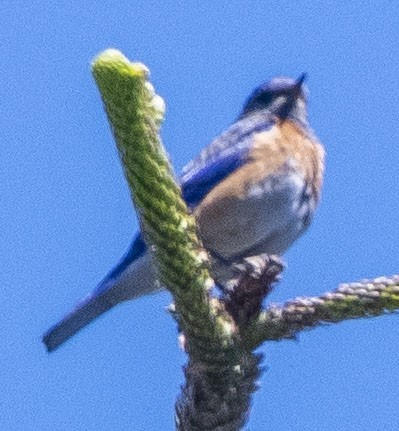 Western Bluebird - ML163446881