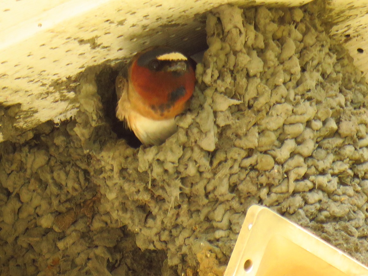 Cliff Swallow - ML163448391