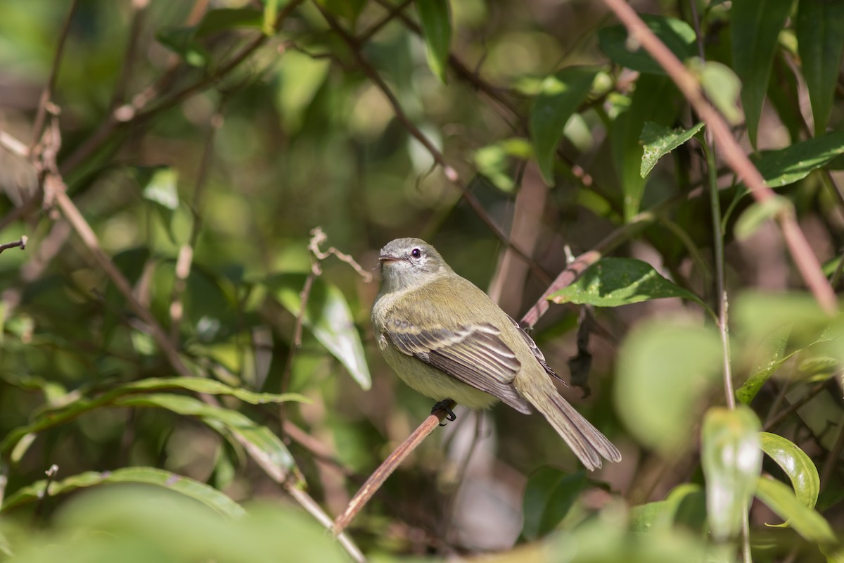 Planalto Tyrannulet - ML163452281