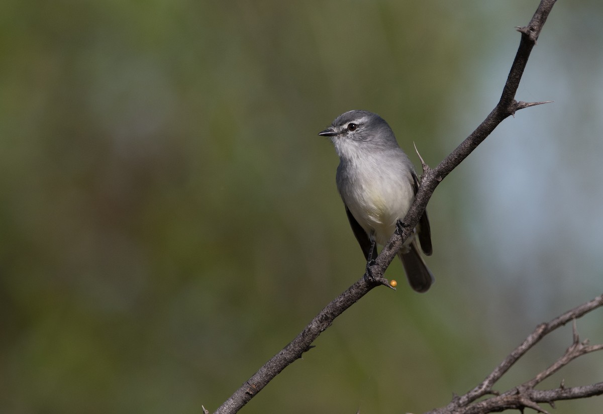 White-crested Tyrannulet (Sulphur-bellied) - ML163453411