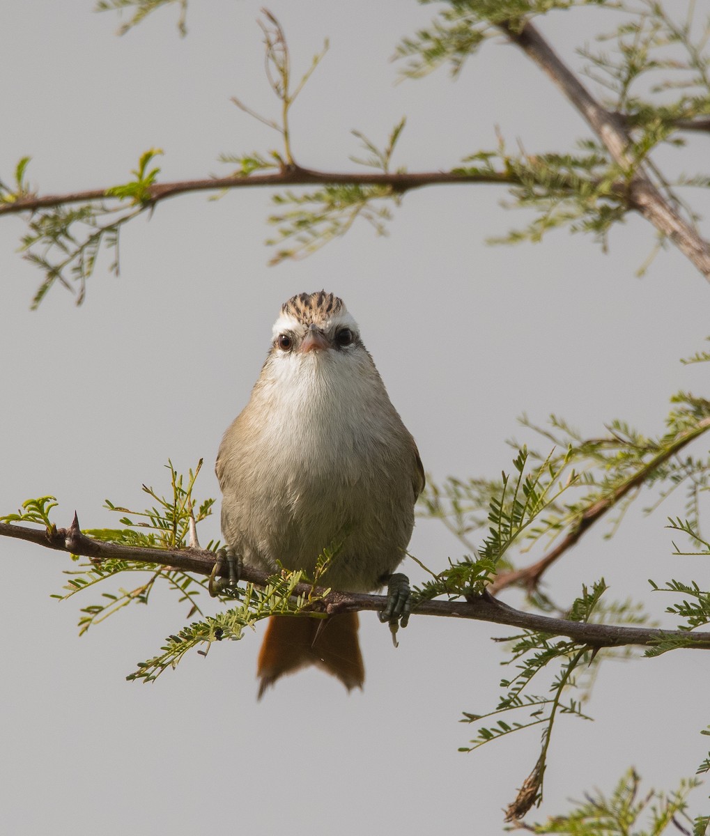 Stripe-crowned Spinetail - ML163453851