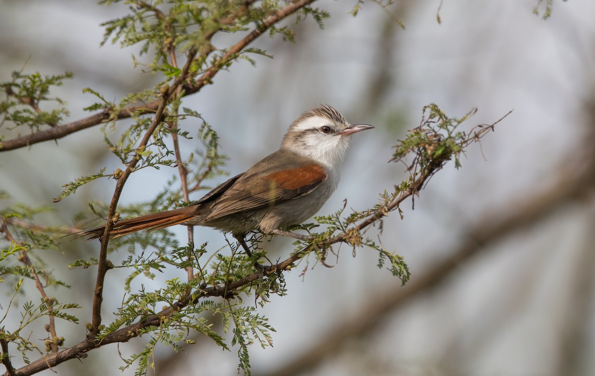 Stripe-crowned Spinetail - ML163454911