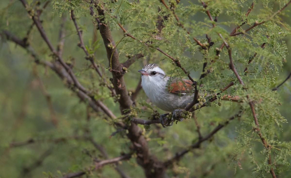 Stripe-crowned Spinetail - ML163455881