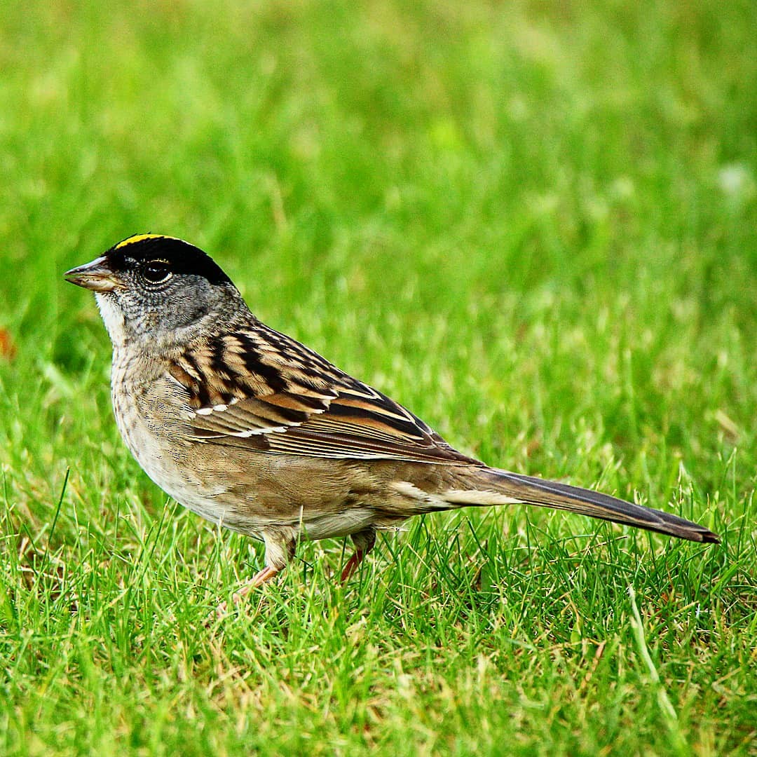 Golden-crowned Sparrow - ML163456171