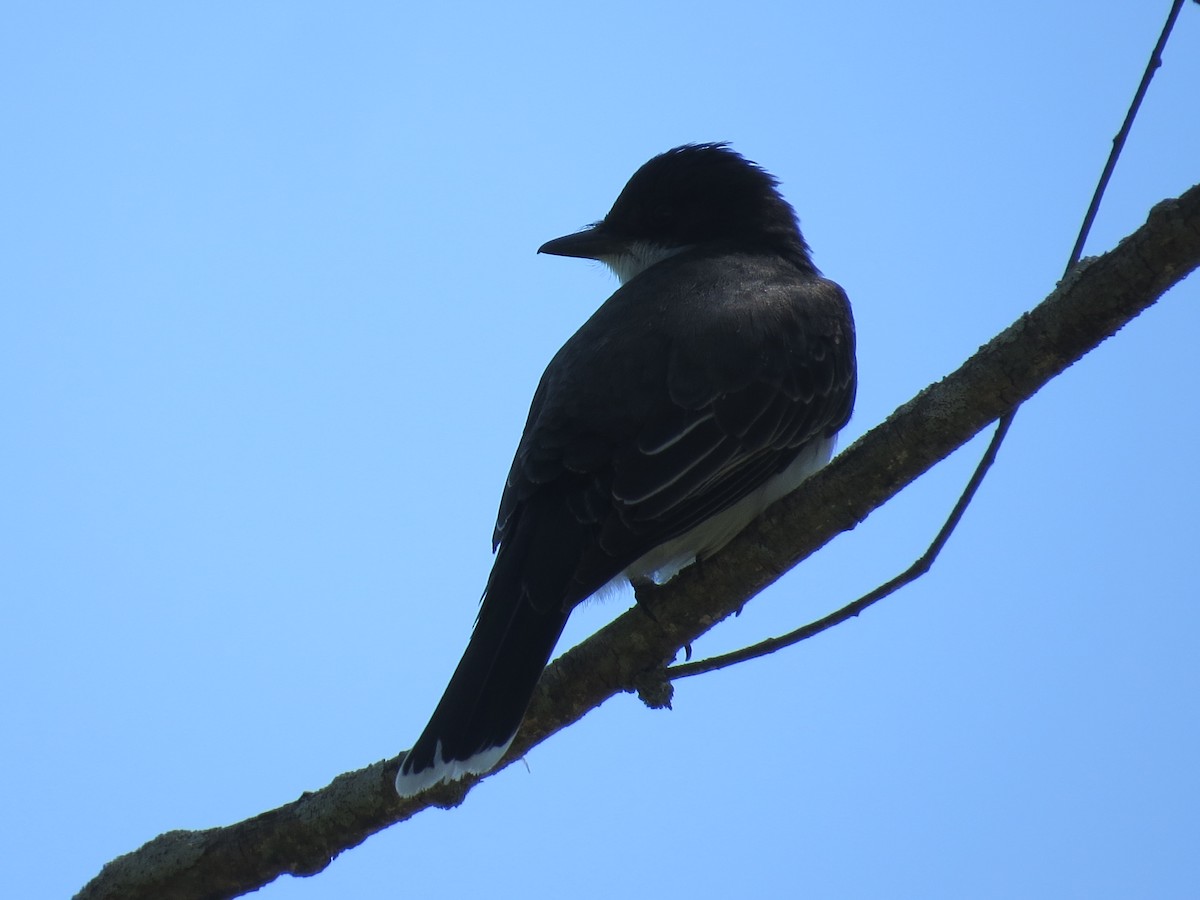 Eastern Kingbird - ML163457301