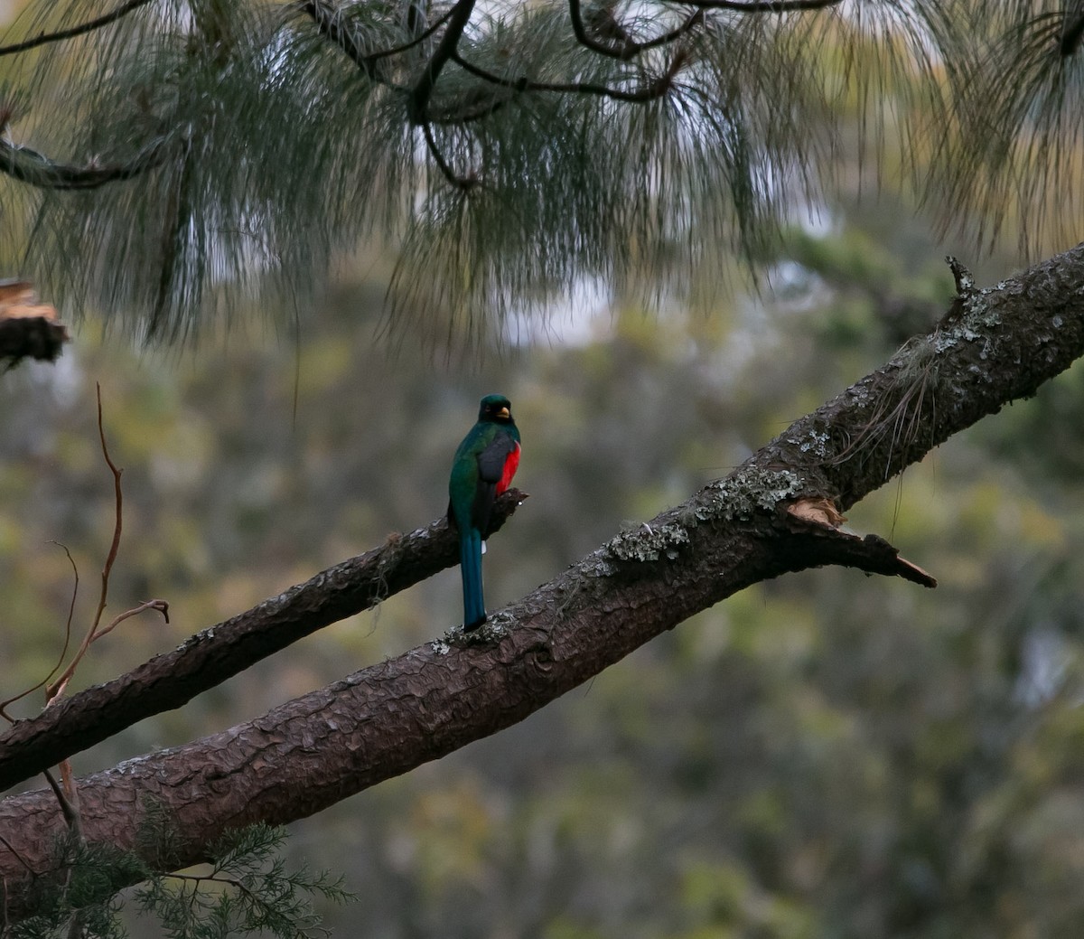 Mountain Trogon - Isaias Morataya