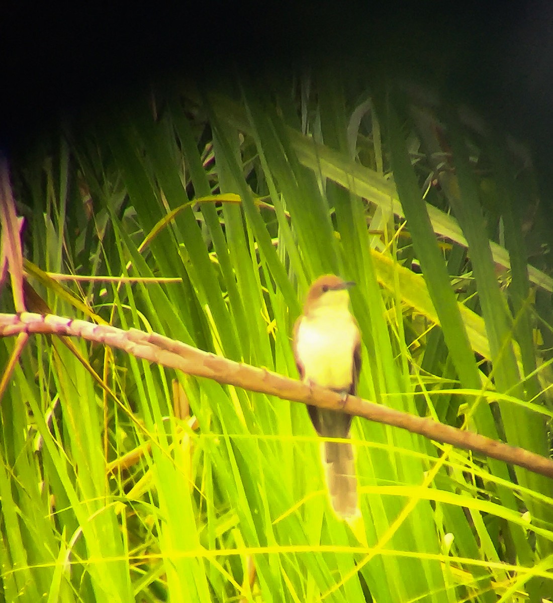 Black-billed Cuckoo - ML163460551