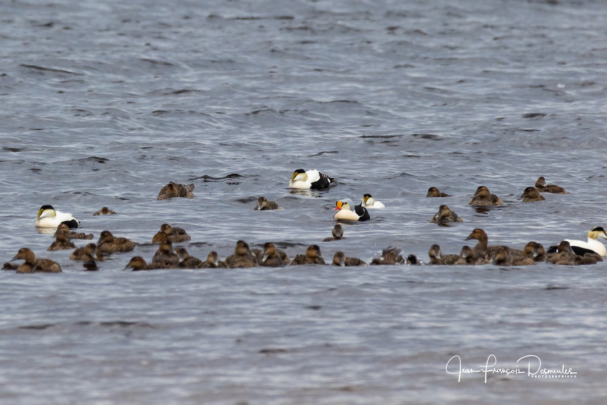 Eider à tête grise - ML163461451