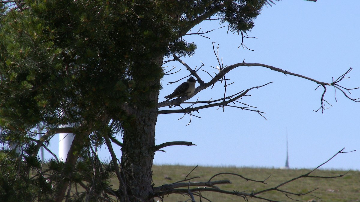 Great Spotted Cuckoo - ML163464891