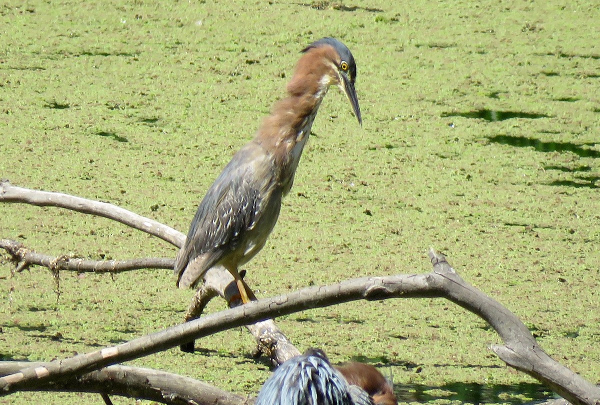 Green Heron - Lois Goldfrank